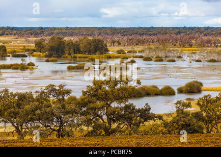 Murray River fließt durch Riverland Region South Australia Stockfoto