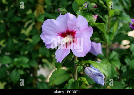 Single Hibiscus syriacus oder stieg von Sharon oder Syrischen ketmia oder Rose mallow oder St Josephs stab Blüte hardy sommergrüne Strauch Pflanze mit blühenden Viole Stockfoto