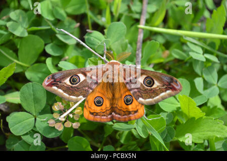 Emperor's Nacht Schmetterling, Kaiser Motte, Saturnia pavonia, kleine Kaiser Motte Stockfoto