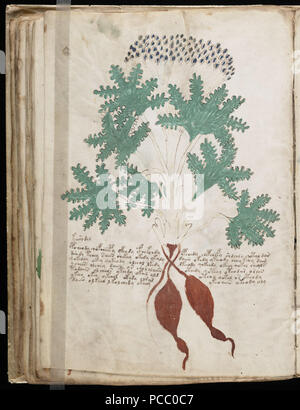 62 Voynich Manuskript (82) Stockfoto