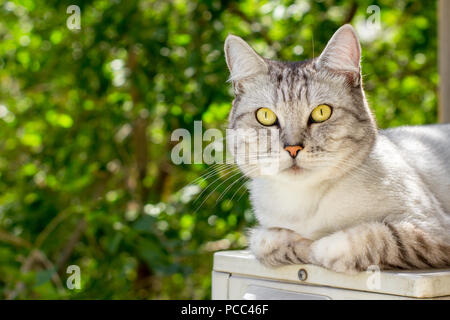 Portrait von graue Katze liegend auf grünen Garten verschwommenen Hintergrund Stockfoto