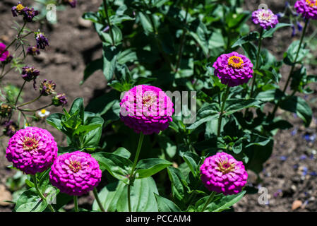 Lila zinnia Riese Dahlia Blumen Stockfoto