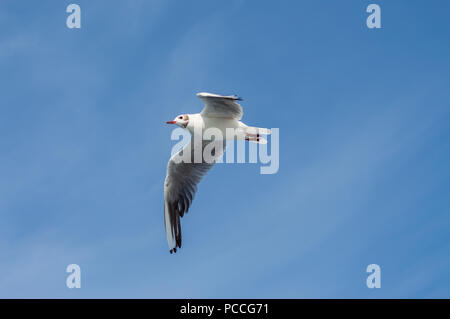 Goeland fliegen mit Flügeln von unten verbreiten unter einem blauen Himmel. Stockfoto