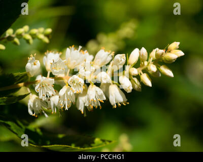 Nahaufnahme der duftenden Blüten der Paprika Bush, Clethra alnifolia Stockfoto