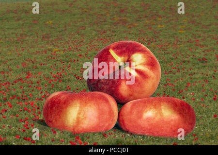 Sommer Früchte, paraguaya Pfirsiche, auch als flache, Saturn, Krapfen oder Krapfen Pfirsiche bekannt. Stockfoto