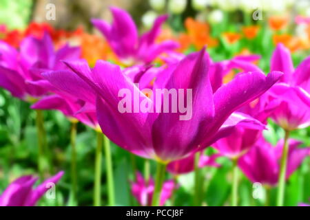Tulpen (Tulipa) bilden eine Gattung der Frühling blühende Mehrjährige krautige bulbiferous Geophyten. Die Blüten sind in der Regel große, auffällige und in kräftigen Farben gehalten. Stockfoto