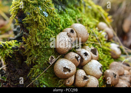 Lycoperdon perlatum, im Volksmund bekannt als die gemeinsame Puffball, warted puffball, ist eine Pflanzenart aus der Gattung der puffball Pilz in der Familie Agaricaceae. Stockfoto