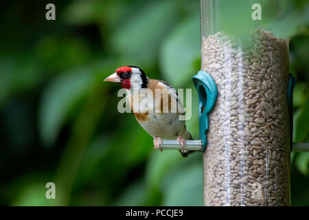 Nahaufnahme eines Goldfinch sitzen auf einem Garten Bird Feeder in Bath, England. Stockfoto