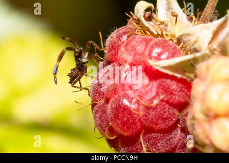 Dock bug (Coreus Marginatus) 2.instar nympth Stockfoto