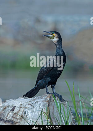 Kormoran in der Zucht Gefieder gehockt Stockfoto