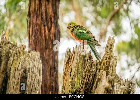 Weibliche australischen King-Parrot Alisterus scapularis ruht auf einem Baum Stockfoto