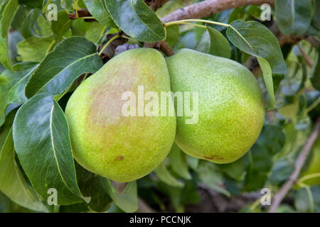 Comice Birnen mit Laub, Reifung auf Zweig 'Pyrus Kommunist". Stockfoto