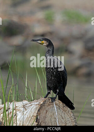 Kormoran in der Zucht Gefieder gehockt Stockfoto