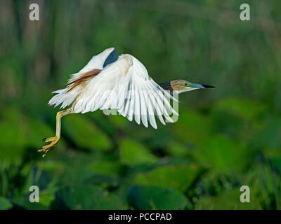 Squacco Heron in der Zucht Gefieder aus Stockfoto
