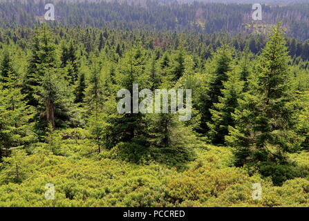 Grünen Waldes im Harz Nationalpark Harz, Deutschland Stockfoto