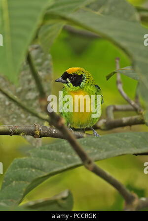 Grün-gold Tanager (Tangara schrankii schrankii) Erwachsenen auf dem Zweig Copalinga Lodge, Zamora, Ecuador Februar gehockt Stockfoto