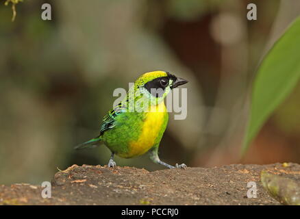 Grün-gold Tanager (Tangara schrankii schrankii) Erwachsenen auf dem Zweig Copalinga Lodge, Zamora Februar gehockt Stockfoto