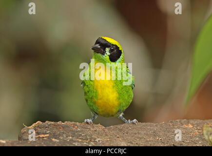 Grün-gold Tanager (Tangara schrankii schrankii) Erwachsenen auf dem Zweig Copalinga Lodge, Zamora Februar gehockt Stockfoto