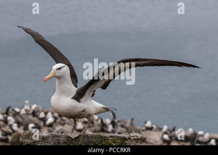 Schwarz broiwed Albatross mit Flügeln an einem rookery in den Falkland Inseln Stockfoto