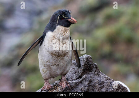 Rock Hopper Pinguin in einem rookery auf den Falklandinseln Stockfoto