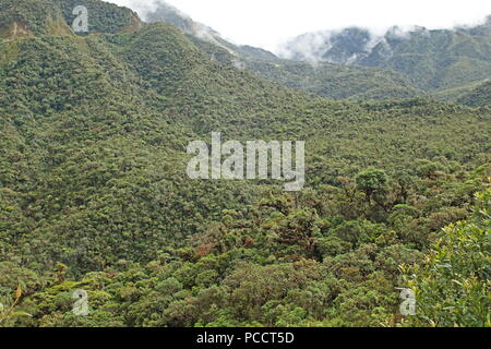 Blick über den Regenwald mit niedrigen Wolken Tapichalaca finden, Provinz Zamora-Chinchipe, Ecuador Stockfoto