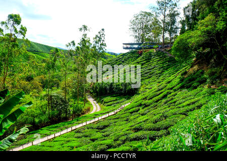 Grüne steilen Hügeln von Tee Plantage die oben auf den Hügeln von der Sonne bilden eine hellere Farbe Grün als die alle Hügel markiert sind Stockfoto