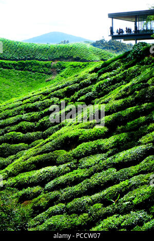 Grüne steilen Hügeln von Tee Plantage die oben auf den Hügeln von der Sonne bilden eine hellere Farbe Grün als die alle Hügel markiert sind Stockfoto