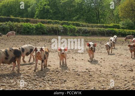 Schweine in einem trockenen, staubigen Feld Stockfoto