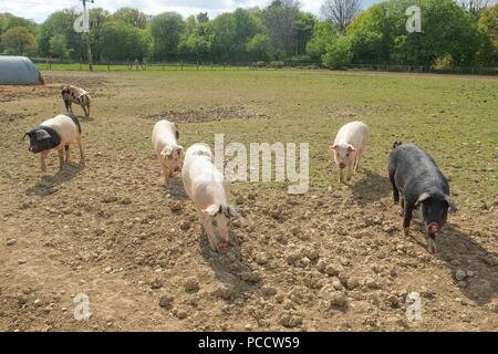 Schweine in einem trockenen, staubigen Feld Stockfoto