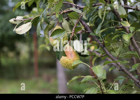 Details der Birne Früchte im Baum Stockfoto