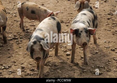 Schweine in einem trockenen, staubigen Feld Stockfoto