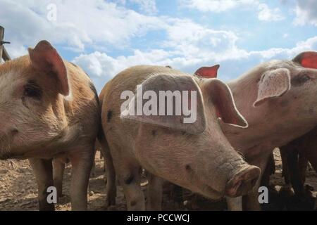 Schweine in einem trockenen, staubigen Feld Stockfoto