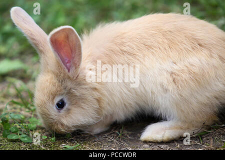 Junge Kaninchen Stockfoto Bild 83258552 Alamy