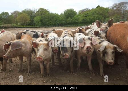 Schweine in einem trockenen, staubigen Feld Stockfoto