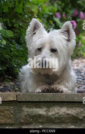 Hund, West Highland White Terrier in einem Garten Stockfoto