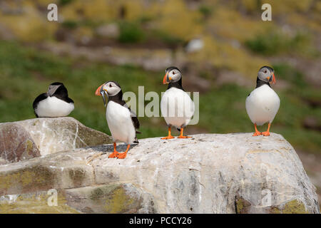 Gruppe der Papageientaucher auf den Inneren Farne, Farne Islands Stockfoto