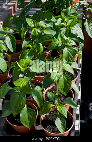 Nahaufnahme von jungen grünen Paprika Pflanzen Pflanzen Pflanzen in einem Gewächshaus in Töpfen im Sommer England Vereinigtes Königreich GB Großbritannien Stockfoto