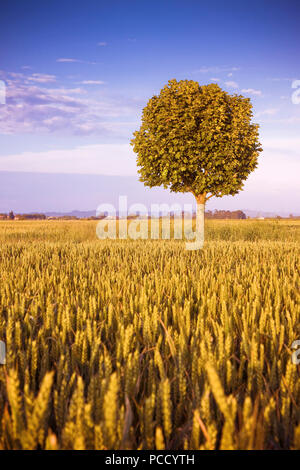 Isolierte Baum in einem goldenen Toskana Weizenfeld - (Italien) - Getontes Bild mit Kopie Raum Stockfoto