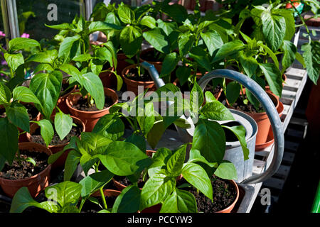 Töpfe mit zartem grünen Paprika Pflanzen Pflanzen Pflanzen in einem Gewächshaus im Sommer England Vereinigtes Königreich GB Großbritannien Stockfoto