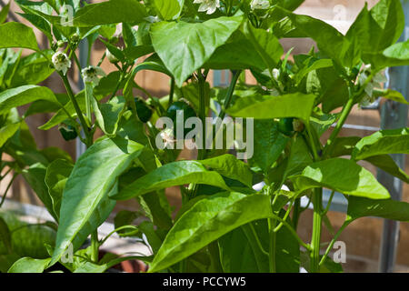 Nahaufnahme von jungen grünen Paprika Pflanzen Pflanzen Pflanzen in Töpfen im Gewächshaus im Sommer England Vereinigtes Königreich GB Großbritannien Stockfoto