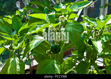 Nahaufnahme von jungen grünen Paprika Pflanzen Pflanzen Pflanzen in Töpfen im Gewächshaus im Sommer England Vereinigtes Königreich GB Großbritannien Stockfoto