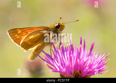 Eine große Skipper Schmetterling, Ochlodes sylvanus, Fütterung auf eine Distel im Sommer Sonnenschein. Stockfoto