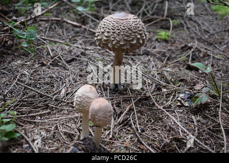 Pilze in Deutscher Wald Stockfoto