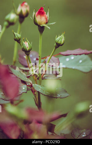 Schöne rosebuds in den Garten, nach dem Regen. Stockfoto