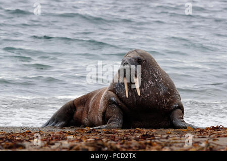 Walross in Svalbard Stockfoto