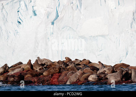 Walross Kolonie mitgeführt und auf Felsen vor einem Gletscher in Svalbard Stockfoto