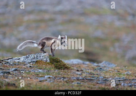 Arctic fox in Spitzbergen Svalbard Stockfoto