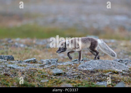 Arctic fox in Spitzbergen Svalbard Stockfoto