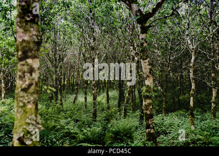 Forrest in Irland Stockfoto