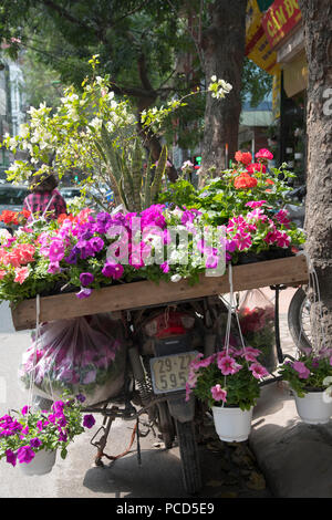 Töpfe mit Petunien und Geranien für den Verkauf auf dem Rücken eines Motorrades in Hoang Hoa Tham Street, Hanoi, Vietnam, Indochina, Südostasien, Asien Stockfoto